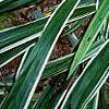 Carex siderosticha 'Variegata', habit
