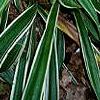 Carex siderosticha 'Variegata', habit