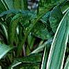 Carex siderosticha 'Variegata', habit