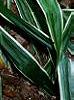 Carex siderosticha 'Variegata', habit