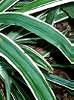 Carex siderosticha 'Variegata', habit
