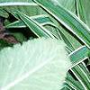 Carex siderosticha 'Variegata', habit