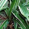 Carex siderosticha 'Variegata', habit