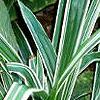 Carex siderosticha 'Variegata', habit