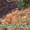 Cliftonia monophylla, habit