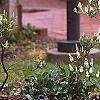 Cliftonia monophylla, habit