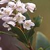 Cliftonia monophylla, flowers