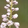 Cliftonia monophylla, flowers