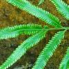Scyphularia pentaphylla, leaves