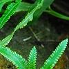 Scyphularia pentaphylla, leaves