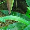 Scyphularia pentaphylla, leaves