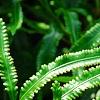 Scyphularia pentaphylla, leaves