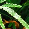 Scyphularia pentaphylla, leaves