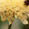 Cephalaria gigantea, flowers