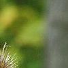 Dipsacus fullonum, fruit