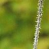 Dipsacus fullonum, fruit