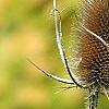 Dipsacus fullonum, fruit