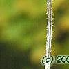 Dipsacus fullonum, fruit