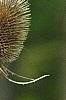Dipsacus fullonum, fruit