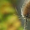 Dipsacus fullonum, fruit