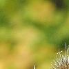 Dipsacus fullonum, fruit