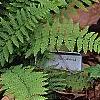 Athyrium filix-femina, habit