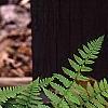 Athyrium filix-femina, habit