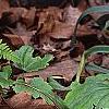Athyrium filix-femina, habit