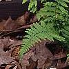 Athyrium filix-femina, habit