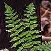 Athyrium filix-femina, habit