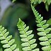 Athyrium filix-femina, leaves