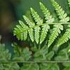Athyrium filix-femina, leaves