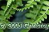 Athyrium filix-femina, leaves