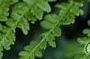 Athyrium filix-femina, leaves