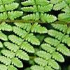 Athyrium filix-femina, leaves