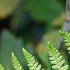 Athyrium filix-femina, leaves