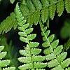 Athyrium filix-femina, leaves