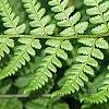 Athyrium filix-femina, leaves