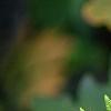 Athyrium filix-femina, leaves