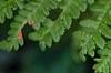 Athyrium filix-femina, leaves