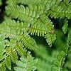 Athyrium filix-femina, leaves
