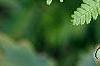 Athyrium filix-femina, leaves