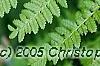 Athyrium filix-femina, leaves