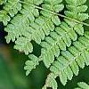 Athyrium filix-femina, leaves