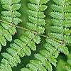 Athyrium filix-femina, leaves