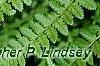 Athyrium filix-femina, leaves