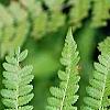 Athyrium filix-femina, leaves
