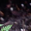 Athyrium filix-femina 'Minutissimum', habit