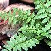 Athyrium filix-femina 'Minutissimum', habit