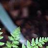Athyrium filix-femina 'Minutissimum', habit